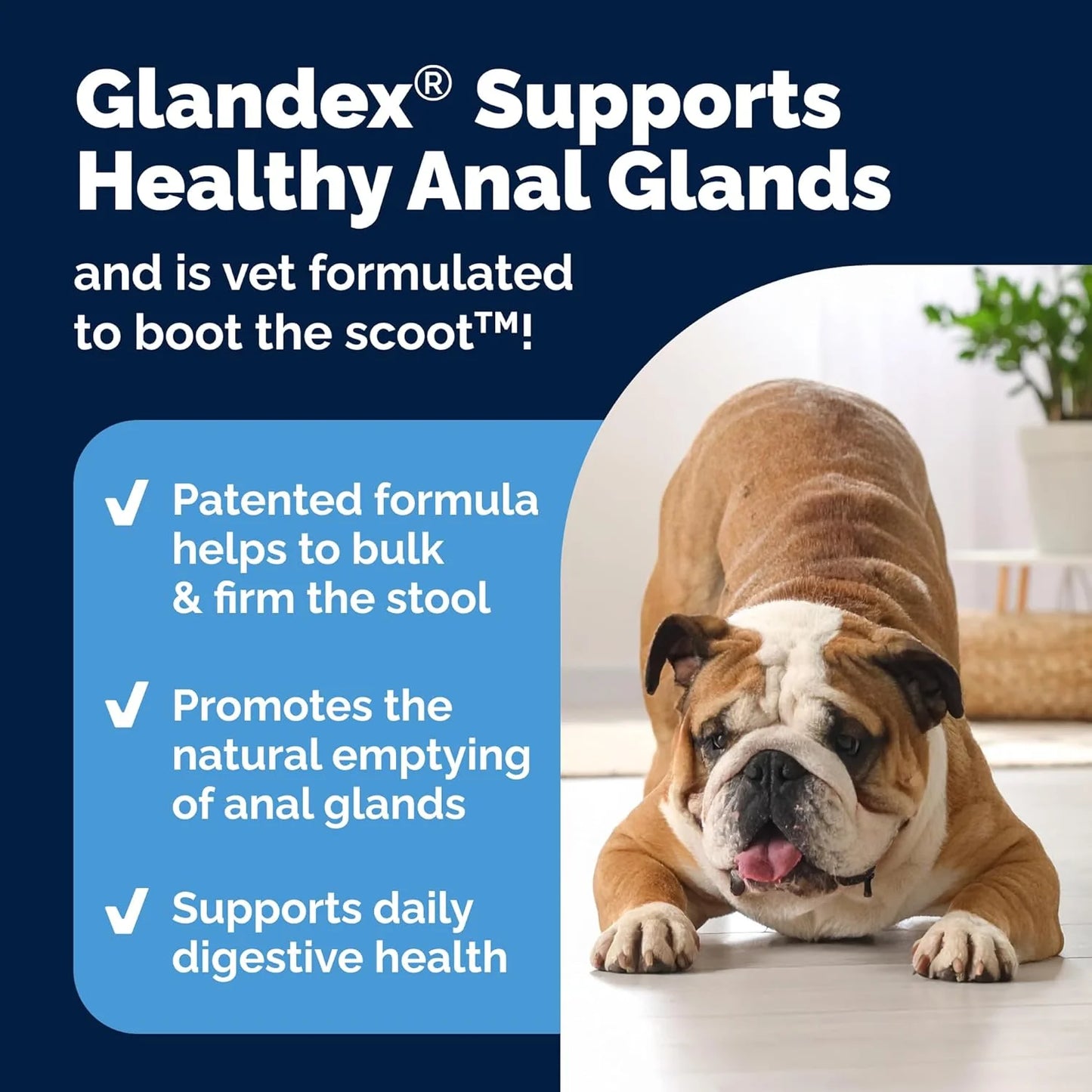 Vetnique Glandex Anal Gland Soft Chews for Dogs – Digestive Enzymes, Probiotics & Fiber with Pumpkin – Boot the Scoot – Peanut Butter Flavor, 60 Count